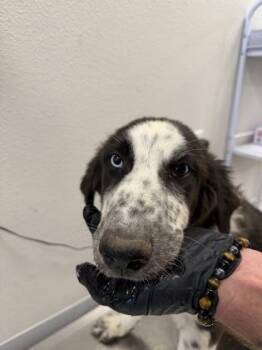 Dragonfly -  Great Pyrenees and Mixed Breed Dog for Adoption in Fresno, California - Dragonfly | PetCurious