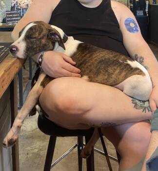 Peter -  Terrier Dog Available for Adoption in Candler, North Carolina - Peter | PetCurious