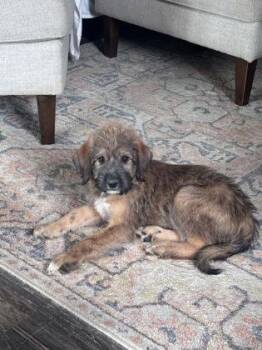 Magic -  German Shepherd Dog and Mixed Breed Dog for Adoption in Picayune, Mississippi - Magic | PetCurious