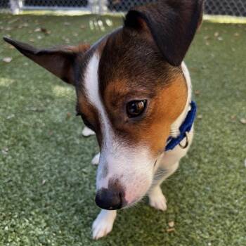 Reptar -  Jack Russell Terrier Dog for Adoption in South Burlington, Vermont - Reptar | PetCurious
