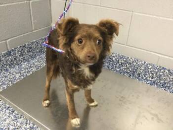 Chihuahua Dogs Available for Adoption in Thousand Palms, California - TOODLE PIP | PetCurious