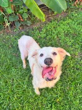 Roxie -  Mixed Breed Dog for Adoption in Mount Pleasant, South Carolina - Roxie | PetCurious