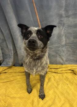 Australian Cattle Dog Blue Heeler Dogs Available for Adoption in Osage Beach, Missouri - Shadow | PetCurious