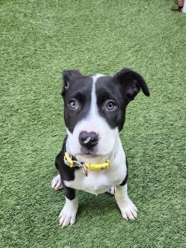 Latte -  Pit Bull Terrier Dog for Adoption in Berkeley, California - Latte | PetCurious