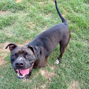 Rescue Boxer Dogs for Adoption in Port St. Joe, Florida - Miles | PetCurious