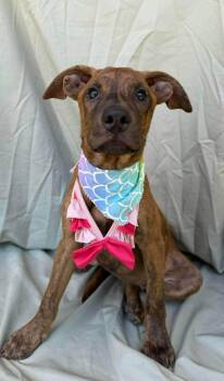 Birdy -  Labrador Retriever Dog for Adoption in New York, New York - Birdy | PetCurious