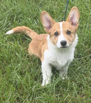 Cameron -  Corgi Dog for Adoption in Alafaya, Florida - Cameron | PetCurious