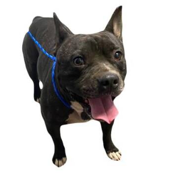 Harrison -  Pit Bull Terrier and Bulldog Dog for Adoption in Red Bluff, California - Harrison | PetCurious