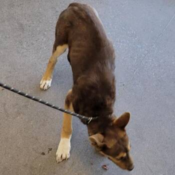 Lucien -  Mixed Breed Dog for Adoption in Las Cruces, New Mexico - Lucien | PetCurious