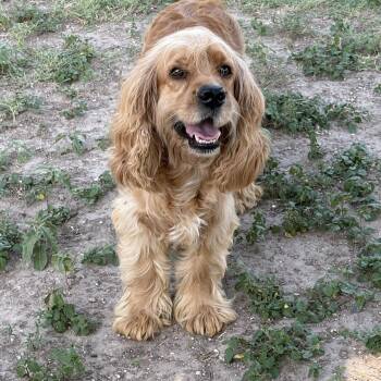 Copper -  Cocker Spaniel Dog for Adoption in Mcallen, Texas - Copper | PetCurious