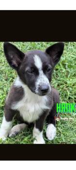 Hank -  Husky and Labrador Retriever Dog for Adoption in Council Bluffs, Iowa - Hank | PetCurious