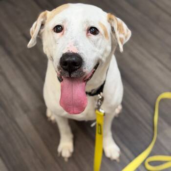 Mixed Breed Dogs Available for Adoption in Sarasota, Florida - Otis | PetCurious