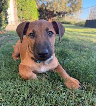 Hound and Dachshund Dogs Available for Adoption - Benji | PetCurious