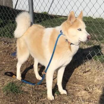 Siberian Husky Dogs Available for Adoption in Kingman, Kansas - Marlon Brando | PetCurious