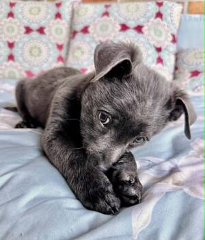 Blue -  Collie and Shepherd Dog for Adoption in Boulder, Colorado - Blue | PetCurious