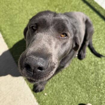 Trinity -  Labrador Retriever and Mixed Breed Dog for Adoption in Cody, Wyoming - Trinity | PetCurious