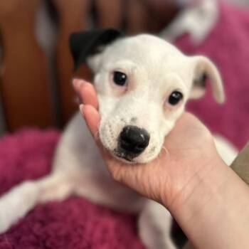 Rosebud -  Mixed Breed Dog for Adoption in San Francisco, California - Rosebud | PetCurious