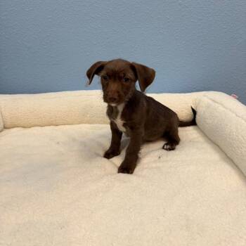 Taffy -  Terrier and Mixed Breed Dog for Adoption in Fresno, California - Taffy | PetCurious
