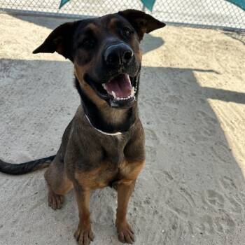 Rescue German Shepherd Dog and Mixed Breed Dogs for Adoption in Thousand Palms, California - BROWNIE | PetCurious