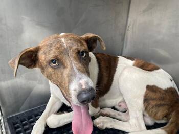 PATCH ADAMS -  Mixed Breed Dog for Adoption in Dallas, Texas - PATCH ADAMS | PetCurious