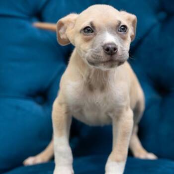 Pit Bull Terrier Dogs Available for Adoption in Zionsville, Indiana - Homer | PetCurious
