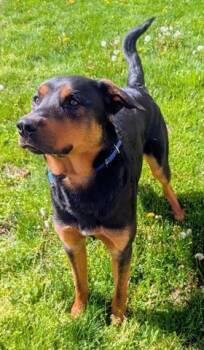 German Shepherd Dog and Rottweiler Dogs Available for Adoption in Akron, Ohio - LANCE | PetCurious