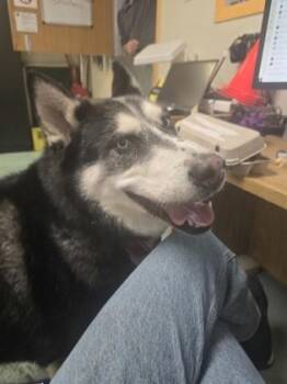 Mixed Breed Dogs Available for Adoption in Montreal, Quebec - Shadow | PetCurious