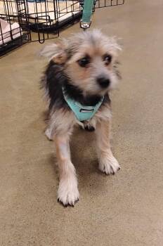 Rescue Yorkshire Terrier Dogs for Adoption in Tulsa, Oklahoma - Maggie | PetCurious