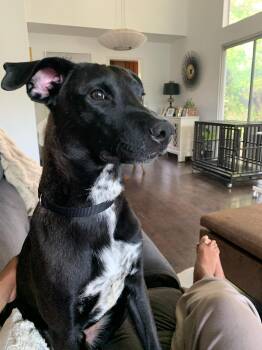 Rescue Border Collie and Black Labrador Retriever Dogs for Adoption in Bellflower, California - Neptune | PetCurious