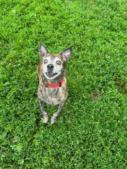 Otis -  Rat Terrier and Mixed Breed Dog for Adoption in Marion, Ohio - Otis | PetCurious