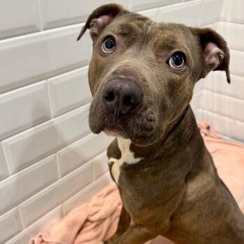 Pit Bull Terrier Dogs Available for Adoption - Dougie | PetCurious