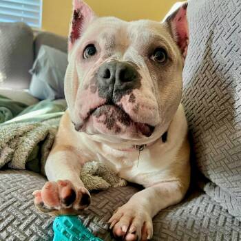 American Bully Dogs Available for Adoption - Belle | PetCurious
