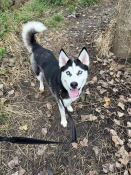Nika -  Husky Dog for Adoption in Williamsburg, Iowa - Nika | PetCurious