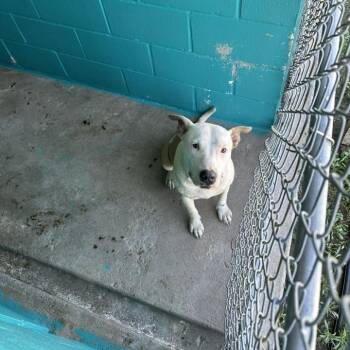 American Bulldog Dogs Available for Adoption in Austin, Texas - Harry | PetCurious