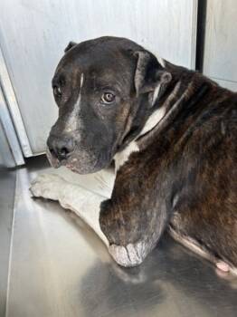 Rescue Mastiff and Mixed Breed Dogs for Adoption in Fort Worth, Texas - 59565965 | PetCurious