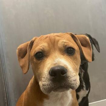 Terrier Dogs Available for Adoption in Des Moines, Iowa - Paris | PetCurious