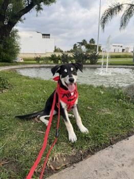 Brooklyn -  Labrador Retriever Dog for Adoption in Gig Harbor, Washington - Brooklyn | PetCurious