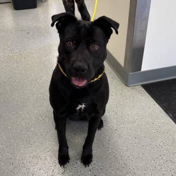 Comet -  Mixed Breed Dog for Adoption in Galax, Virginia - Comet | PetCurious