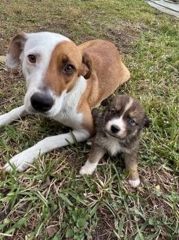 Foxhound Dogs Available for Adoption - Yara | PetCurious
