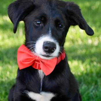Bob -  Beagle and Australian Shepherd Dog for Adoption in Indianapolis, Indiana - Bob | PetCurious