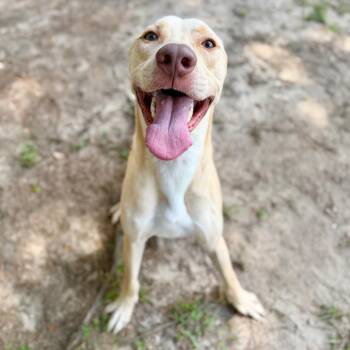 Louis -  Mixed Breed Dog for Adoption in Milton, Florida - Louis | PetCurious