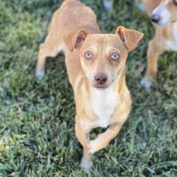 Chihuahua and Dachshund Dogs Available for Adoption in Hughesville, Maryland - Huey | PetCurious