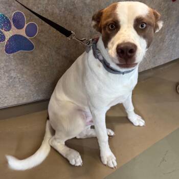 Blue -  Siberian Husky Dog for Adoption in Winston-salem, North Carolina - Blue | PetCurious