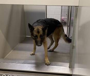 German Shepherd Dog Dogs Available for Adoption in Modesto, California - A609586 | PetCurious