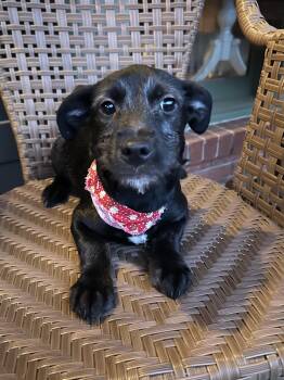 Wirehaired Terrier Dogs Available for Adoption - ANNABELLE | PetCurious