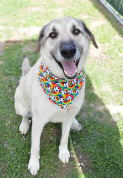 Kiko -  Great Pyrenees Dog for Adoption in Mckinney, Texas - Kiko | PetCurious