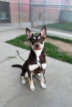 Lady -  Siberian Husky Dog for Adoption in Santa Monica, California - Lady | PetCurious