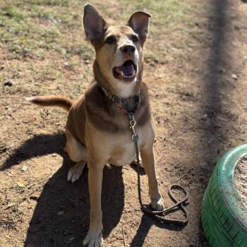 Churro -  Labrador Retriever and Shepherd Dog for Adoption in Austin, Texas - Churro | PetCurious