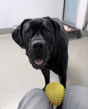 Camembert -  Neapolitan Mastiff and Mixed Breed Dog for Adoption in Roseville, California - Camembert | PetCurious