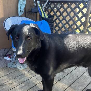 Black Labrador Retriever and Mastiff Dogs Available for Adoption in Lynchburg, Virginia - Chauncey | PetCurious